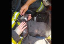 Avareense homenageia bombeiros que salvaram gatinho de incêndio
