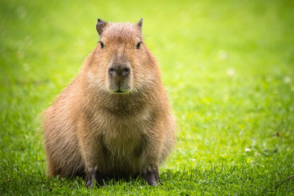 Capivara: entenda mais sobre maior roedor do mundo - eCycle