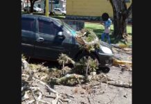 Veículo é parcialmente destruído com queda de galhos no centro de Avaré