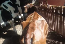 Mulher é presa por maus-tratos a animais em Santa Cruz do Rio Pardo