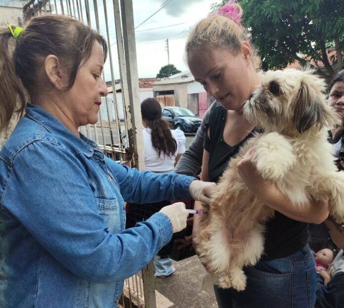 Primeira etapa imunizou centenas de pets (1)