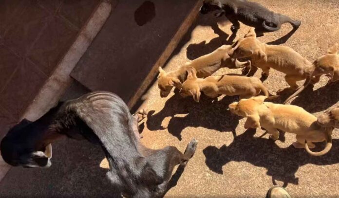 animais