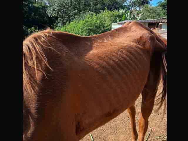 cavalo arandu