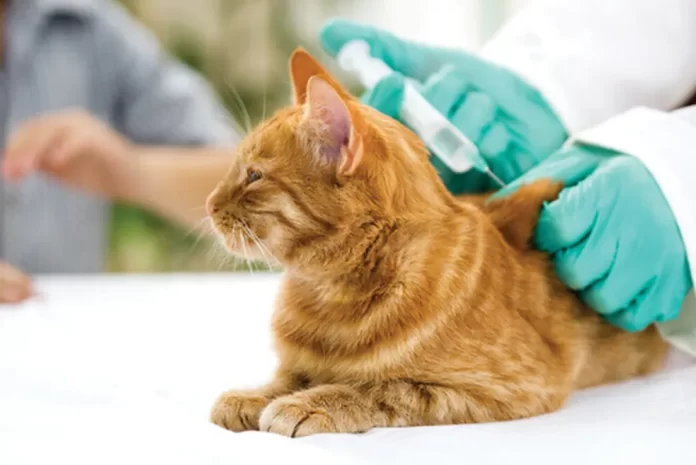 gato