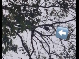 Moradora faz apelo por papagaio preso em árvore em Avaré