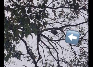 Moradora faz apelo por papagaio preso em árvore em Avaré